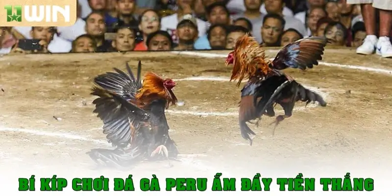 Bí kíp chơi đá gà Peru ẵm đầy tiền thắng