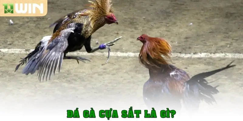 Đá gà cựa sắt là gì?