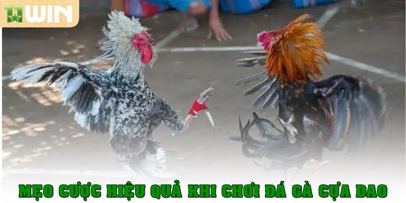 Mẹo cược hiệu quả khi chơi đá gà cựa dao